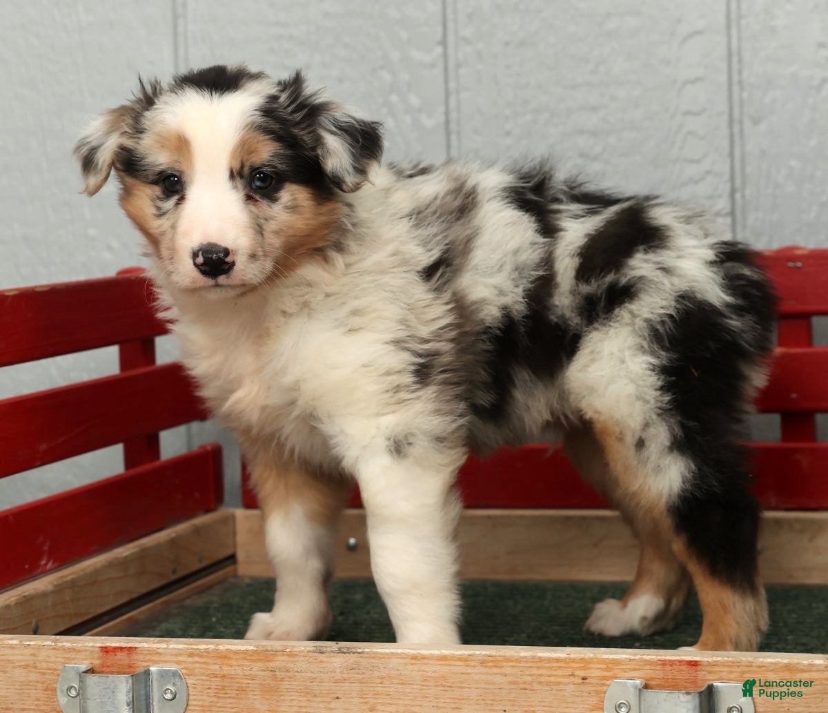 Australian Shepherd dogs Gary - Ad 1