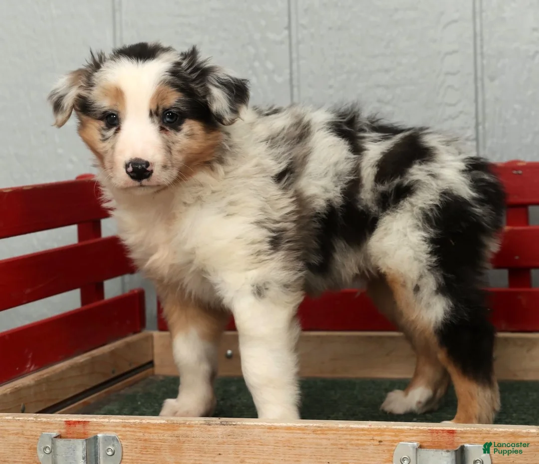 Australian Shepherd dogs for sale: Gary - Ad 1