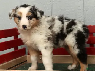 Australian Shepherd dogs Gary - Ad 1