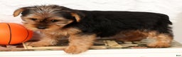 Yorkshire Terrier dogs for sale: Bella - Ad 3