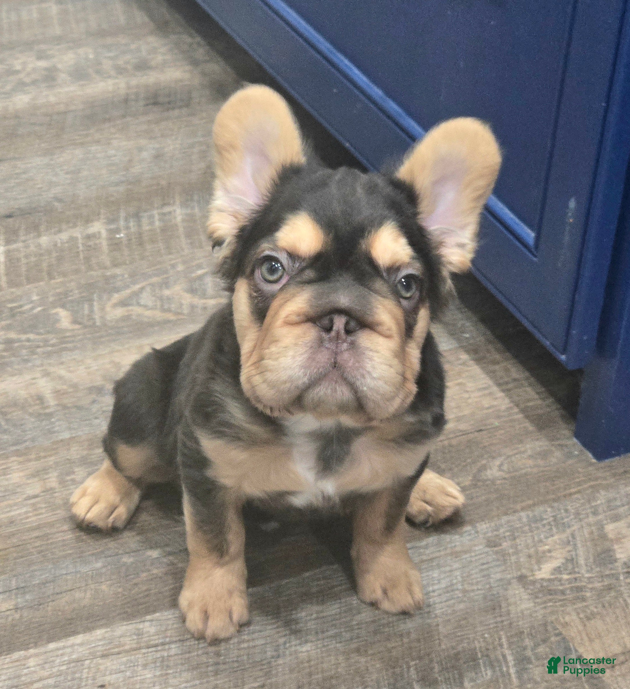 French Bulldog dogs ✨️🍫Kadafi🍫✨️ - Ad 23
