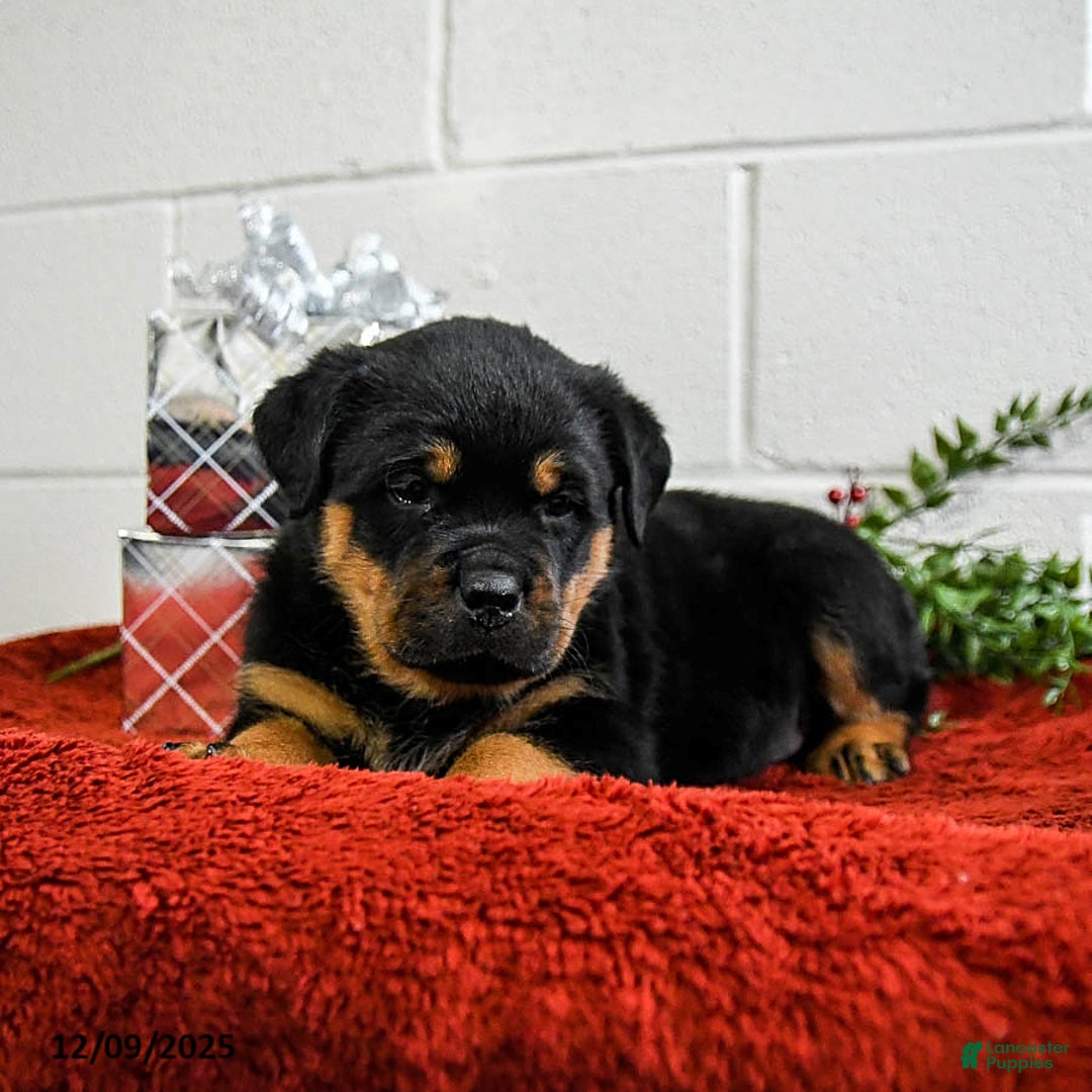 Rottweiler dogs for sale: Grover - Ad 5