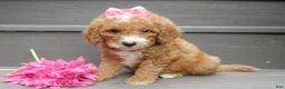Mini Goldendoodle dogs for sale: Bailey - Ad 4