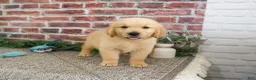 Golden Retriever dogs for sale: Georgie - Ad 9