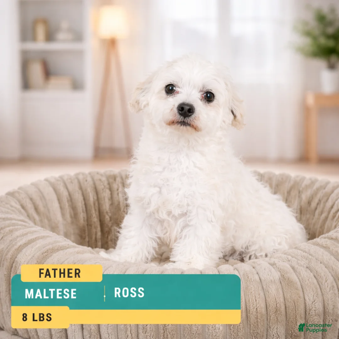 Maltipoo dogs for sale: Bently - Ad 11