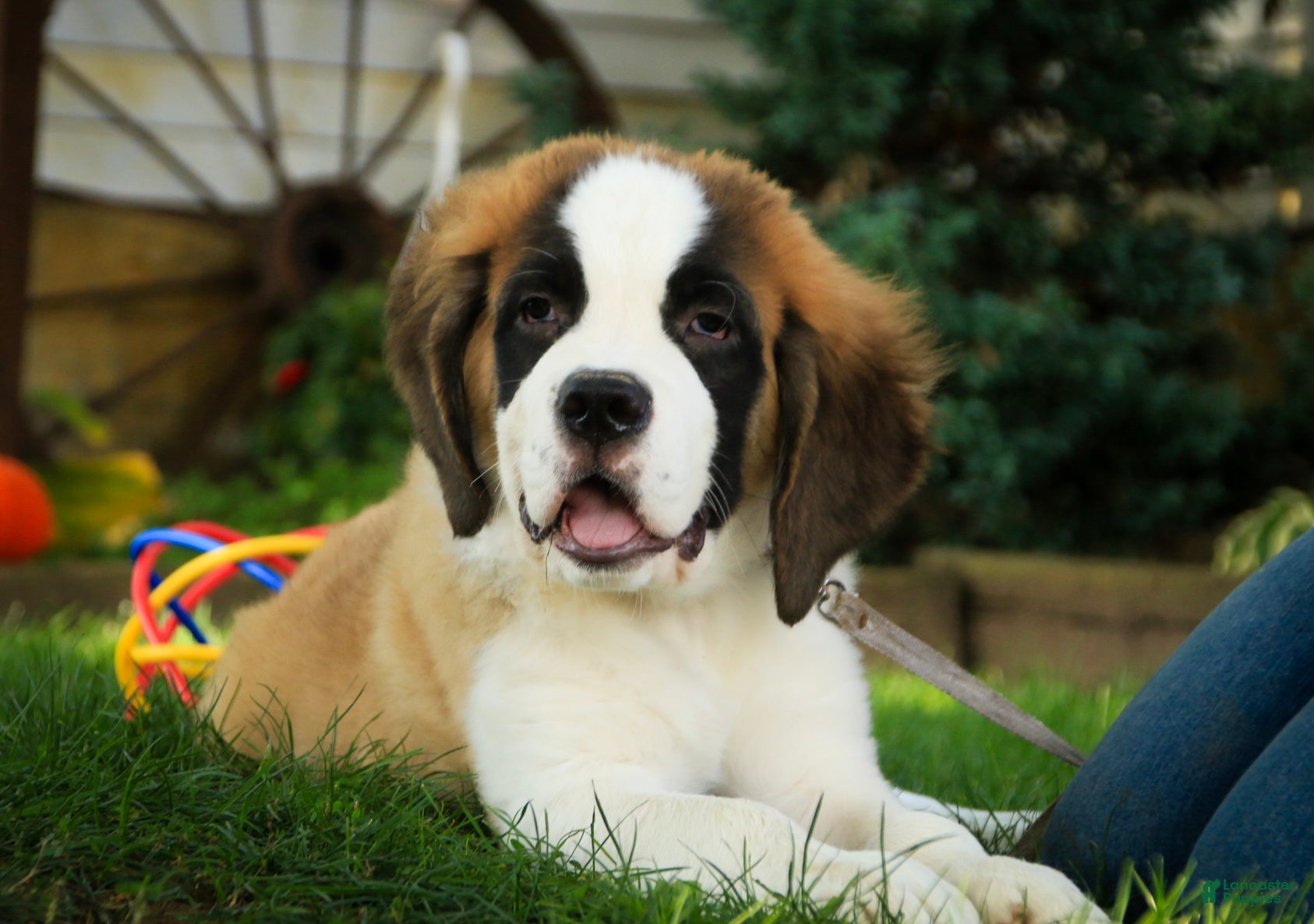 Saint Bernard dogs William Saint Bernard  - Ad 2