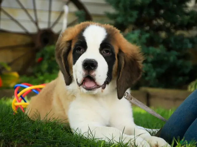 Saint Bernard dogs for sale: William Saint Bernard - Ad 2