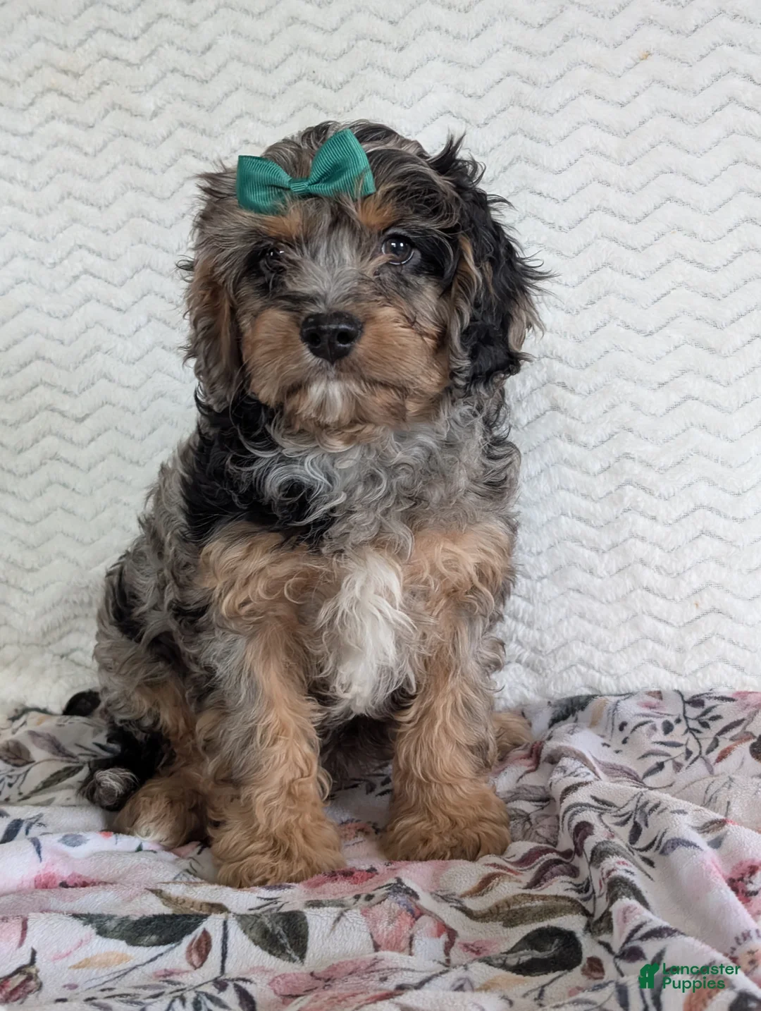 Cavapoo dogs for sale: Bluey - Ad 4