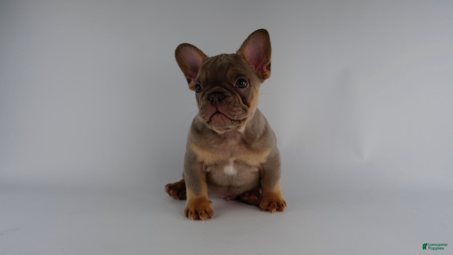 French Bulldog dogs French Bulldog Puppy 2 - Ad 1