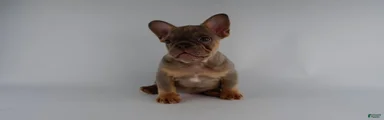 French Bulldog Puppy 2