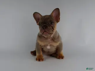 French Bulldog dogs for sale: French Bulldog Puppy 2 - Ad 4