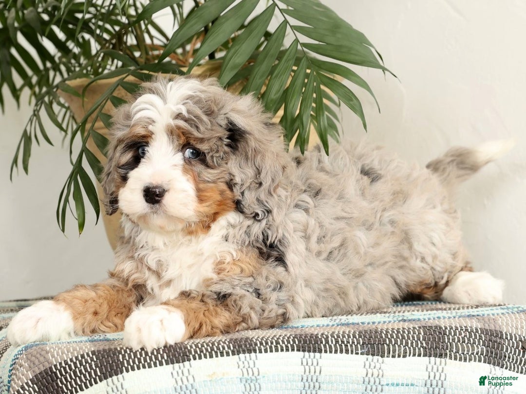 Mini Bernedoodle dogs for sale: Snoop - Ad 5
