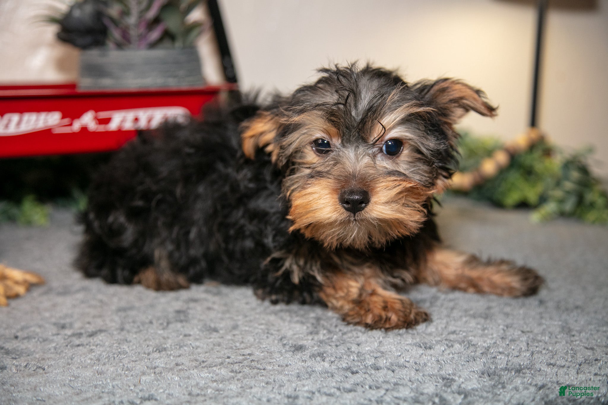 Yorkshire Terrier dogs Luigi - Ad 2