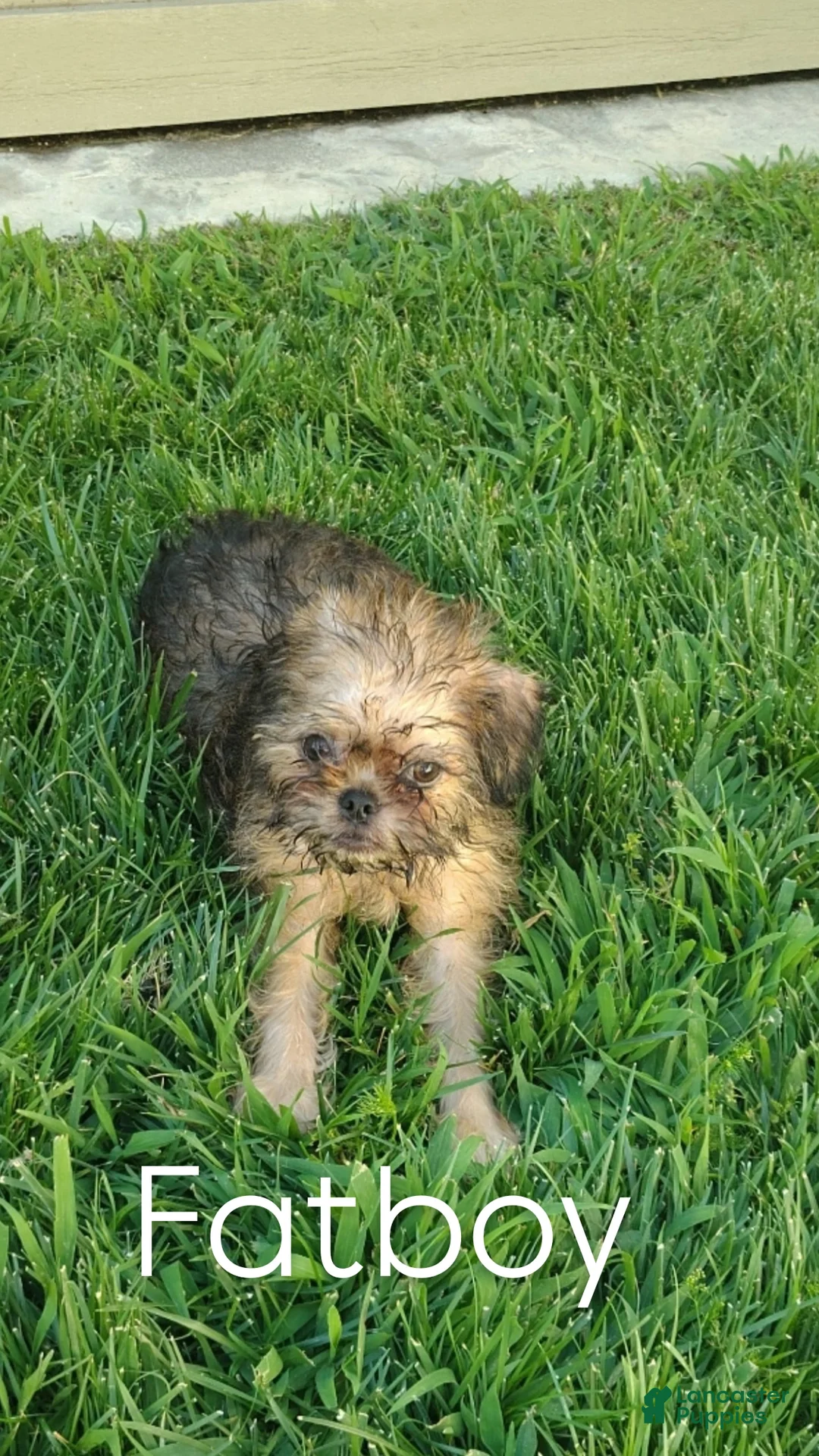 Brussels Griffon dogs for sale: Brussels Griffon 4 - Ad 1