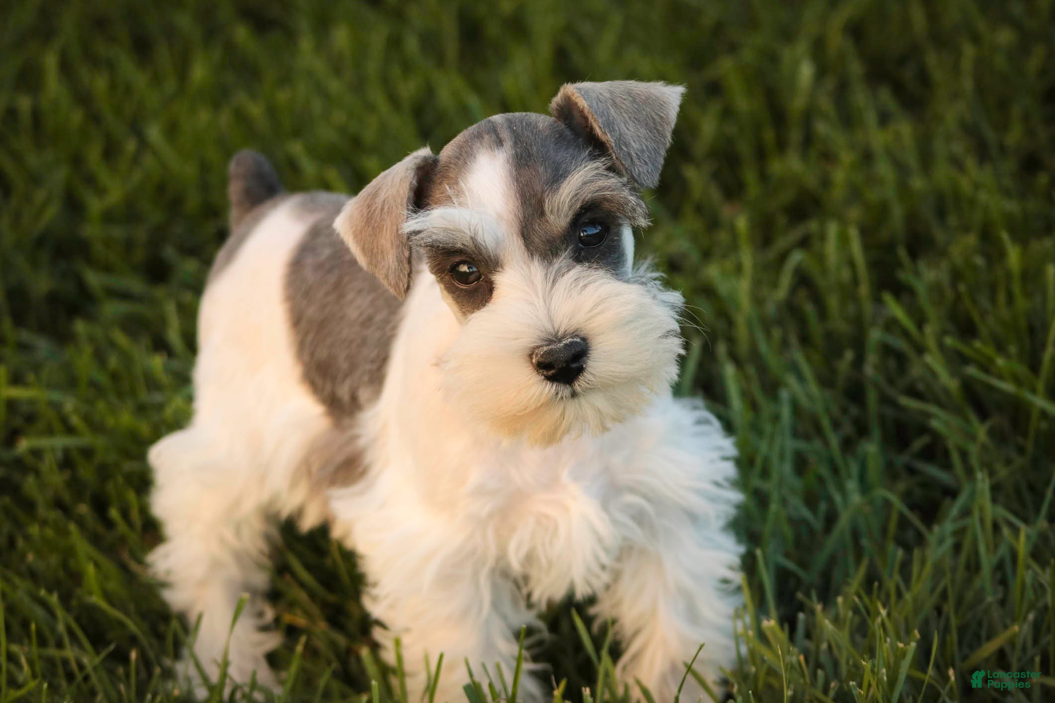 Miniature Schnauzer dogs Magnolia Miniature Schnauzer - Ad 1