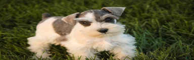 Magnolia Miniature Schnauzer