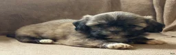 Shih Tzu dogs for sale: Caya - Ad 4