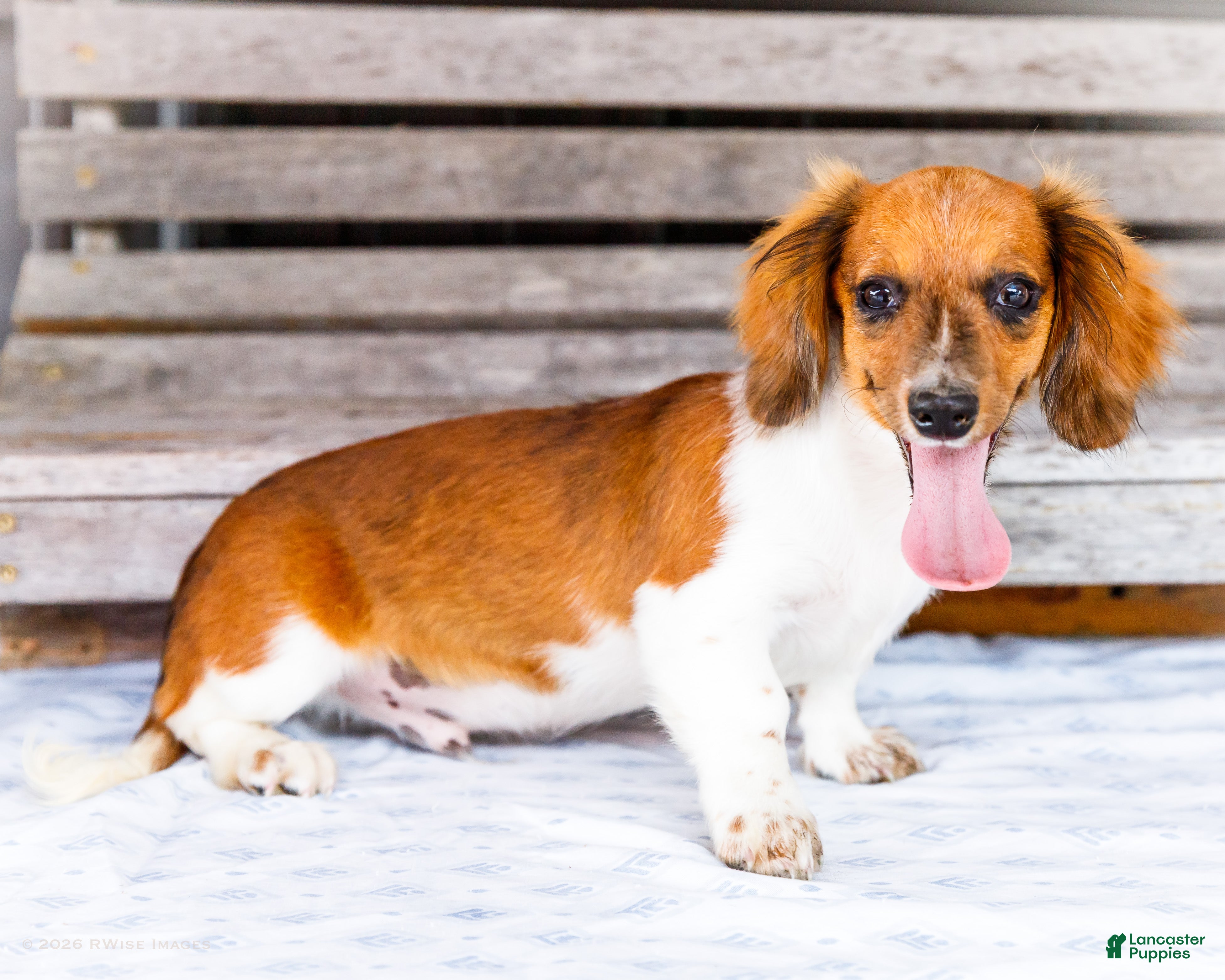Miniature Dachshund dogs Brian - Ad 2