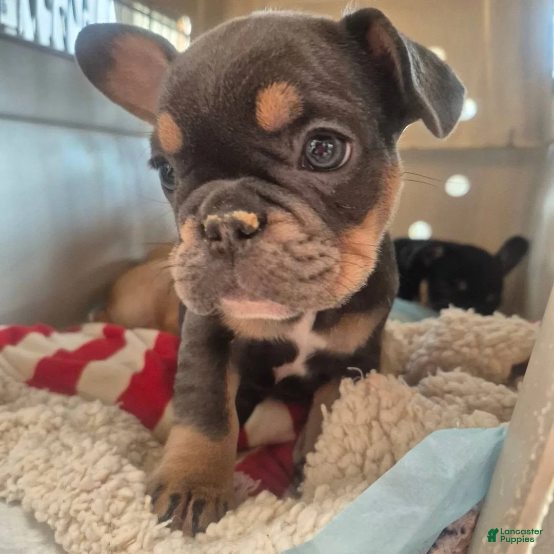 French Bulldog dogs for sale: French Bulldog 4 - Ad 2