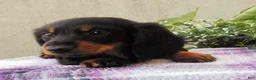 Dachshund dogs for sale: Lacey - Ad 4