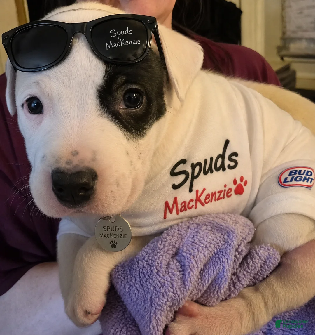 American Pit Bull Terrier dogs for sale: American Pit Bull Terrier Puppy 2 - Ad 2