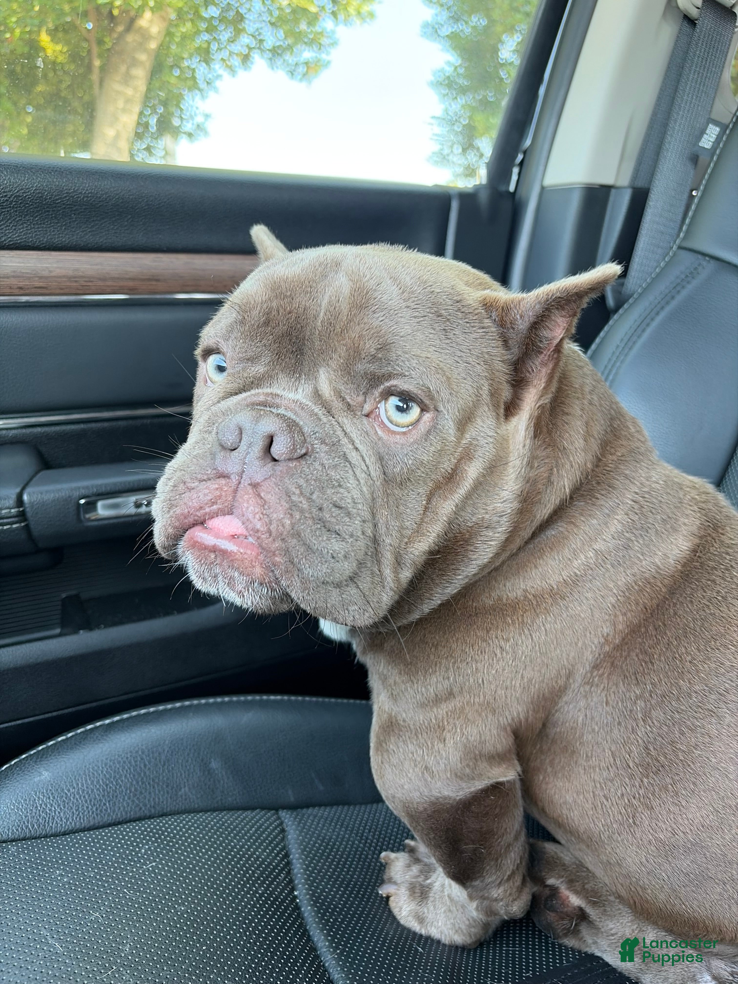 Dante (American Bully, Male) in Covington, GA