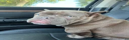 American Bully dogs for sale: Dante - Ad 1