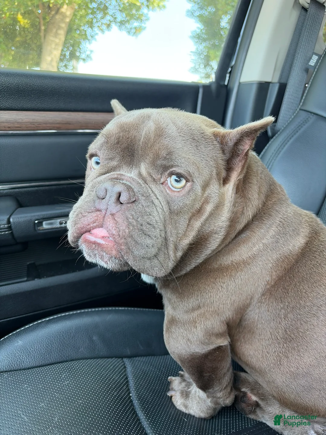 American Bully dogs for sale: Dante - Ad 1