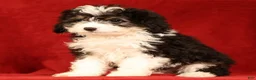 Mini Aussiedoodle dogs for sale: CoCo - Ad 3