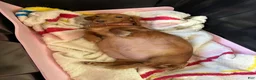 Miniature Dachshund dogs for sale: Miniature Dachshund Puppy 4 - Ad 2
