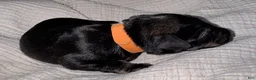 Miniature Schnauzer dogs for sale: Tucker - Ad 4
