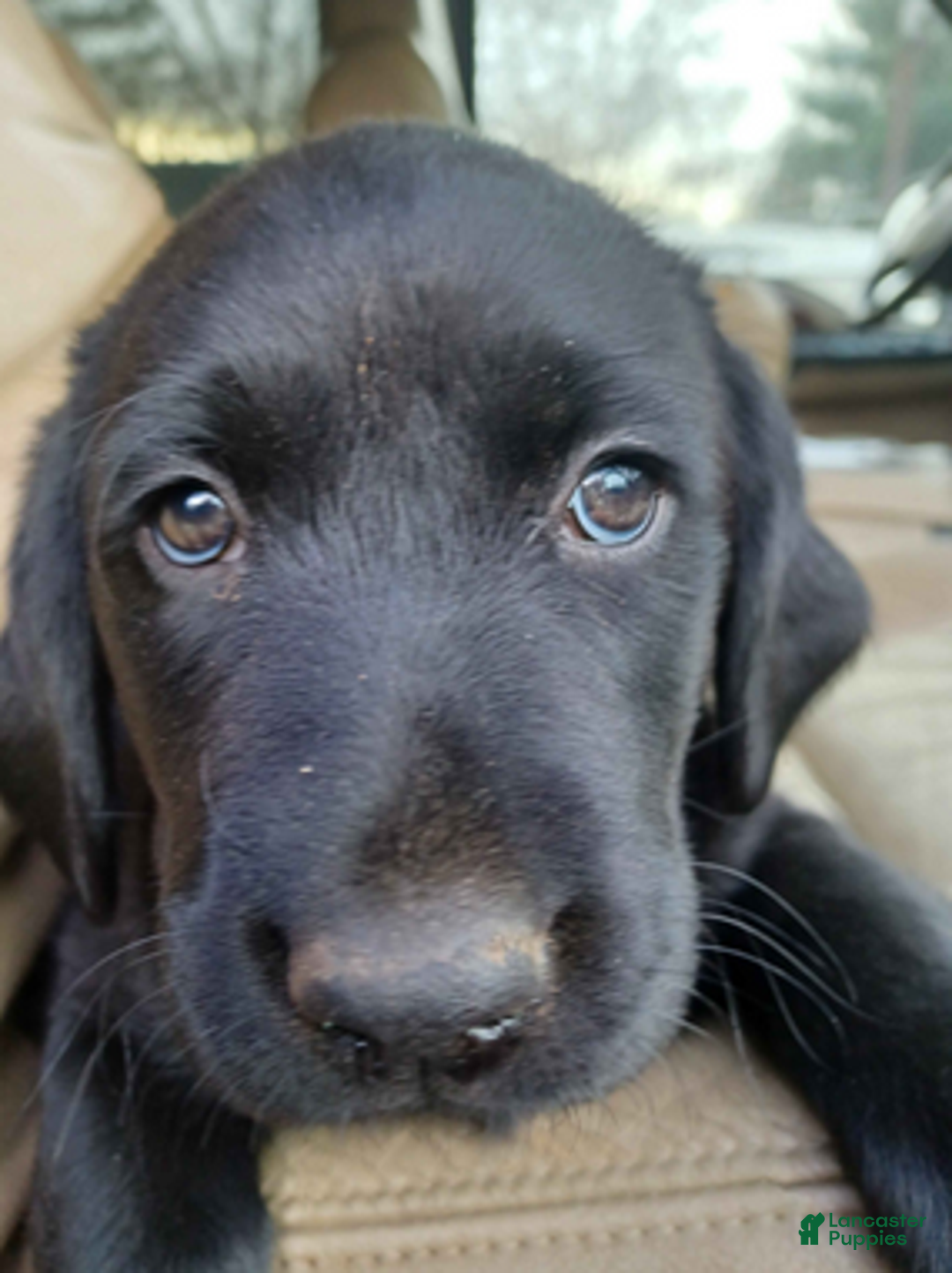 Labrador Retriever dogs for sale: Black Labrador Retriever Female Puppy - Ad 1