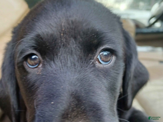 Labrador Retriever dogs Black Labrador Retriever Female Puppy - Ad 29