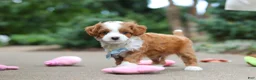 Cavapoo dogs for sale: Hudson - Ad 8