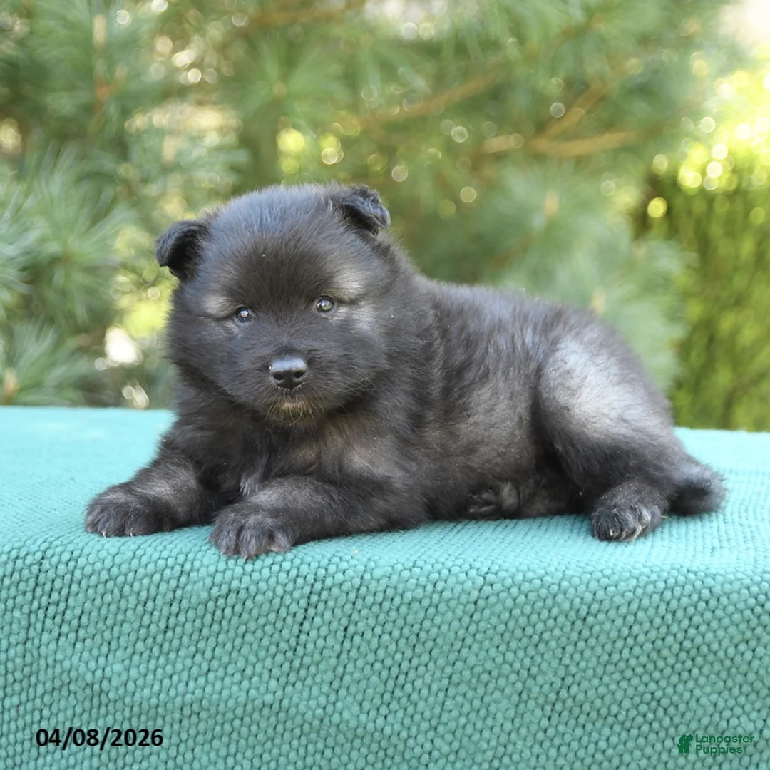 Keeshond dogs for sale: Bear - Ad 3