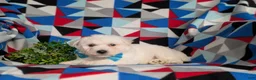 Bichon Frise dogs for sale: Barrister - Ad 4
