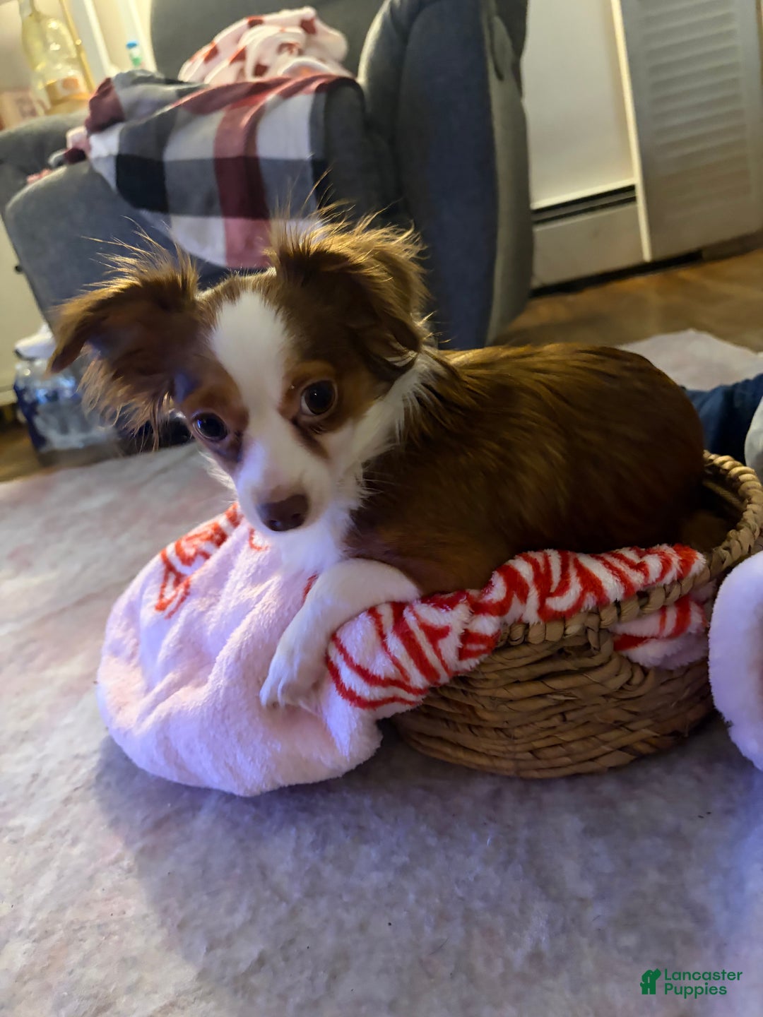 Chihuahua dogs for sale: Emmy - Ad 10