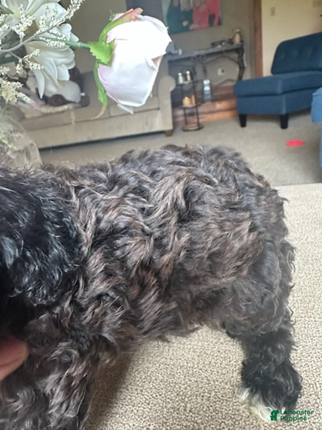 Cavapoo dogs for sale: Boy 1  - Ad 3