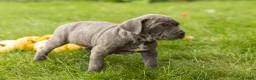 Cane Corso dogs for sale: Bonnie - Ad 3
