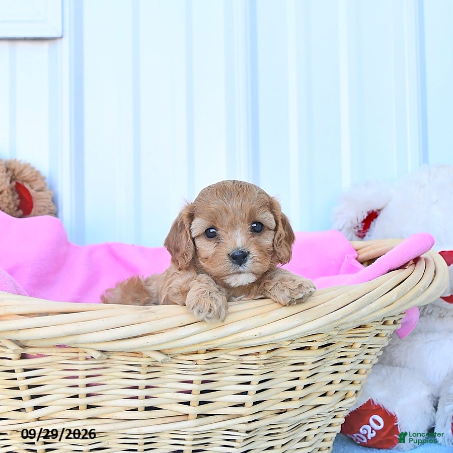 Cavapoo dogs Bella Mia - Ad 2