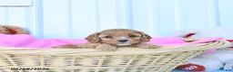 Cavapoo dogs for sale: Bella Mia - Ad 2