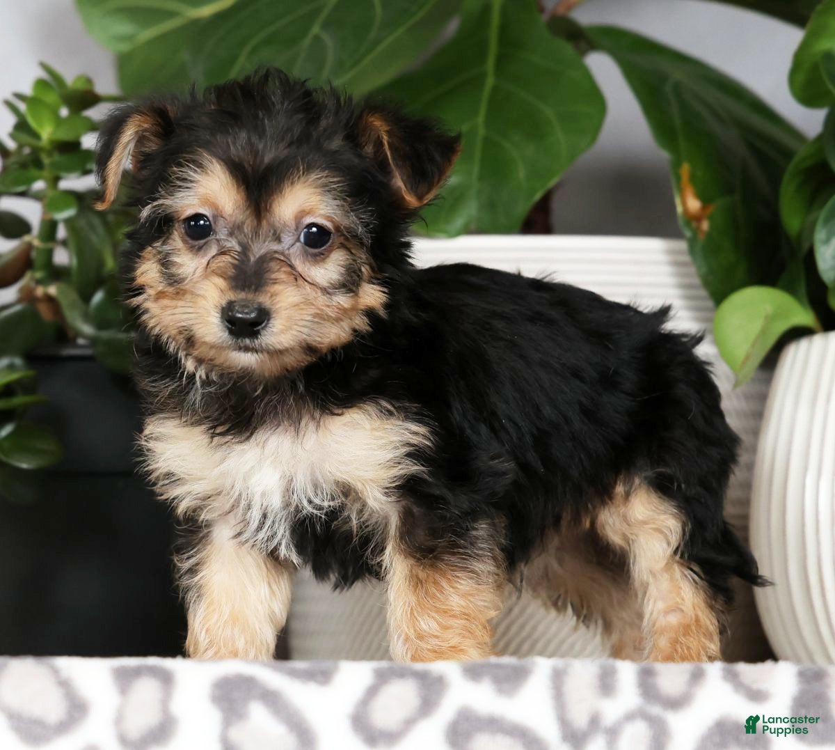 Yochon dogs Yoshi - Ad 1