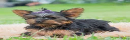 Yorkshire Terrier dogs for sale: Rosaria - Ad 3