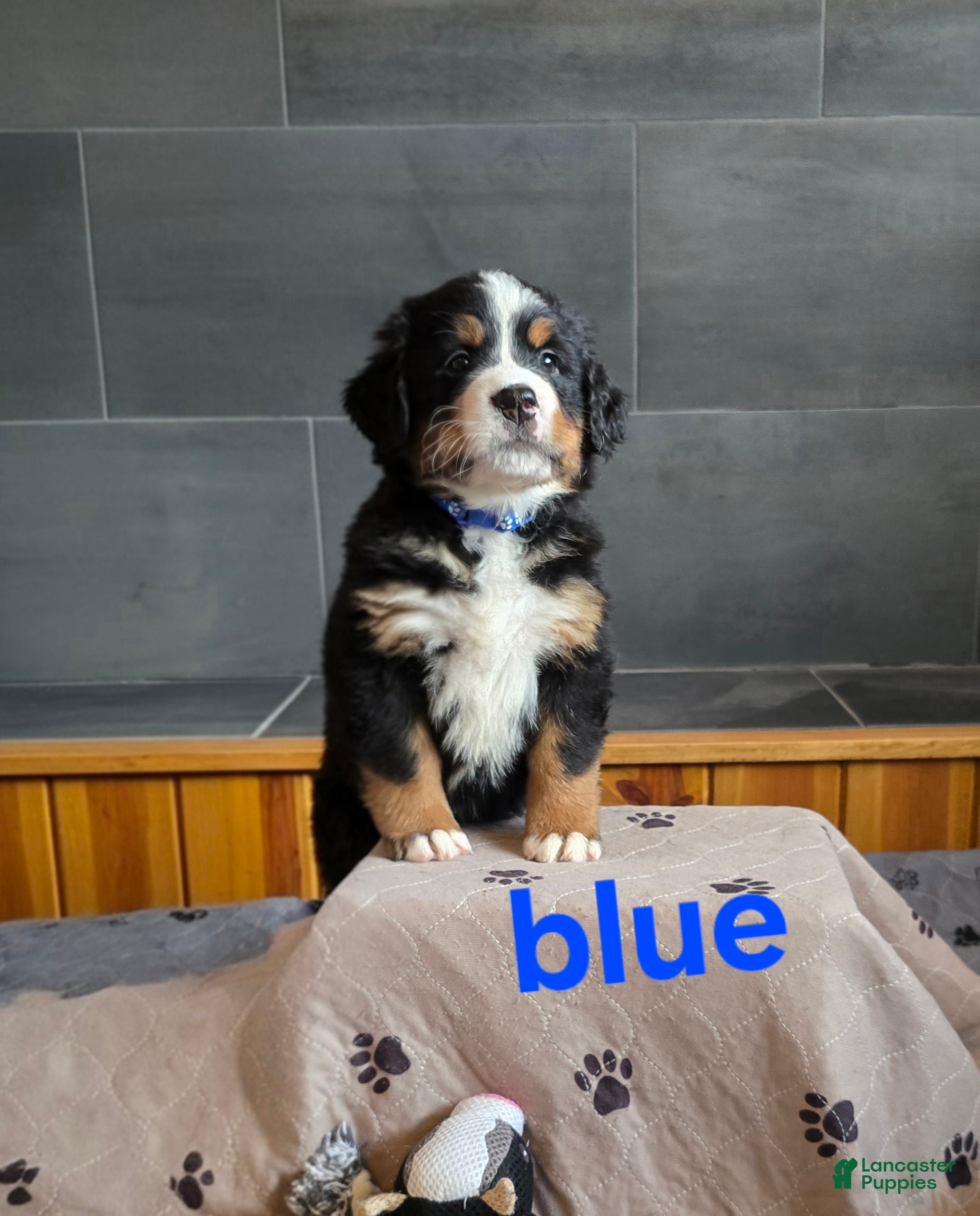 Bernese Mountain Dog dogs Blue - Ad 13