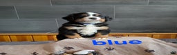 Bernese Mountain Dog dogs for sale: Blue - Ad 1