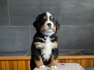 Bernese Mountain Dog dogs Blue - Ad 4