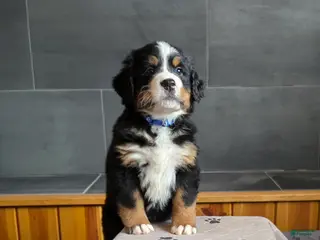 Bernese Mountain Dog dogs Blue - Ad 3