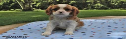 Cavalier King Charles Spaniel dogs for sale: Honey - Ad 3
