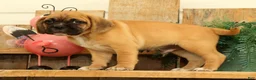 Puggle dogs for sale: Phoenix - Ad 4