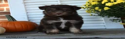 Mixed Breed dogs for sale: Mocha - Ad 4